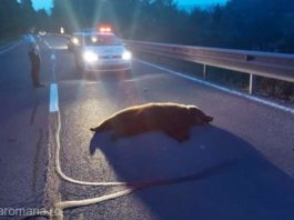 Urs lovit mortal de o maşină pe un drum naţional
