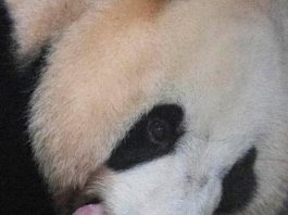 Un pui de panda uriaş s-a născut la o grădină zoologică din Coreea de Sud