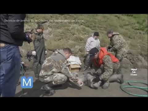 Un pescar rus a găsit un schelet de mamut într-un lac