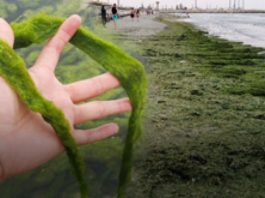 Aproape 3.000 de tone de alge, adunate de pe plaje în prima jumătate a lunii iulie