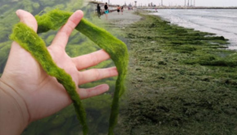 Aproape 3.000 de tone de alge, adunate de pe plaje în prima jumătate a lunii iulie