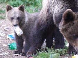Românii care hrănesc urșii pe marginea drumului ar putea fi amendați
