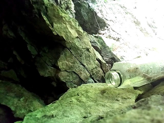 Viperă găsită într-o stație de taxi din Târgu-Jiu