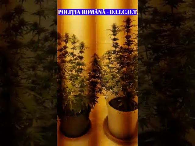 Percheziții la persoane bănuite de trafic de droguri