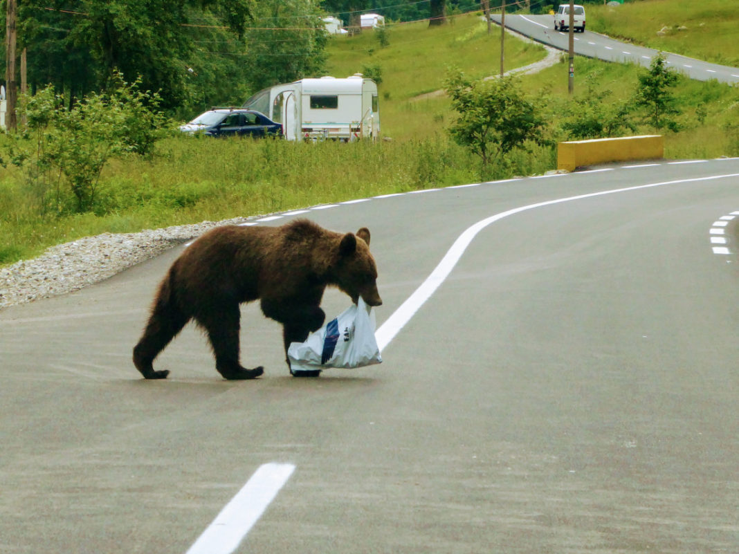 Se vor aloca câte 2.000 de lei pentru gospodăriile frecvent călcate de urși și alte animale sălbatice în căutare de hrană