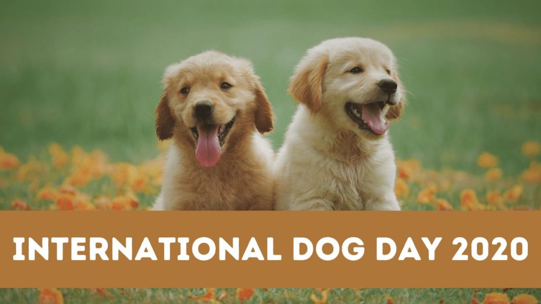 26 august, Ziua Internațională a Câinelui, cel mai iubit tovarăș al omului