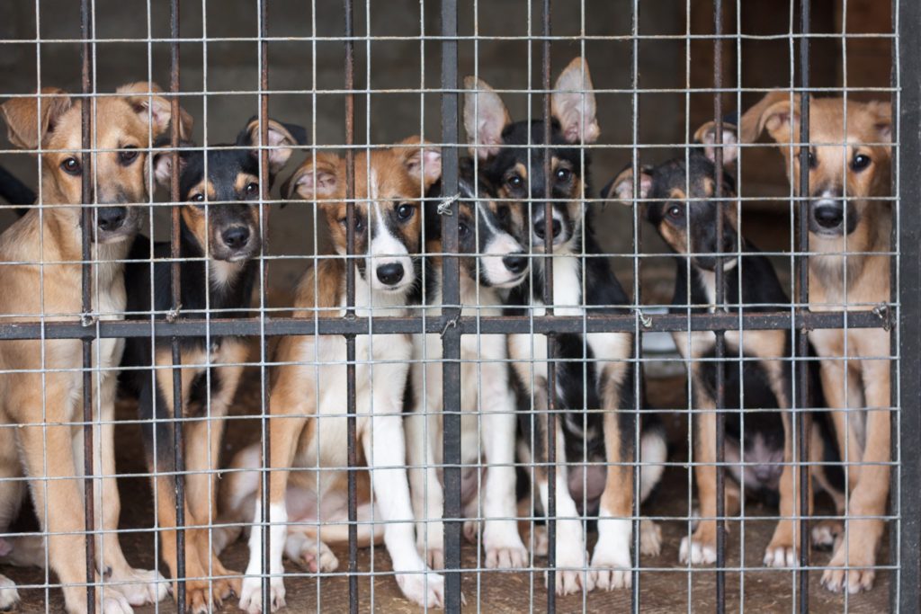 264 de posturi din sursă externă pentru Poliţia Protecţia Animalelor, scoase la concurs de MAI