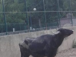 Bivol de la Zoo Craiova/foto: Valentina Ghiţă