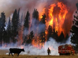 California, devastată de incendii