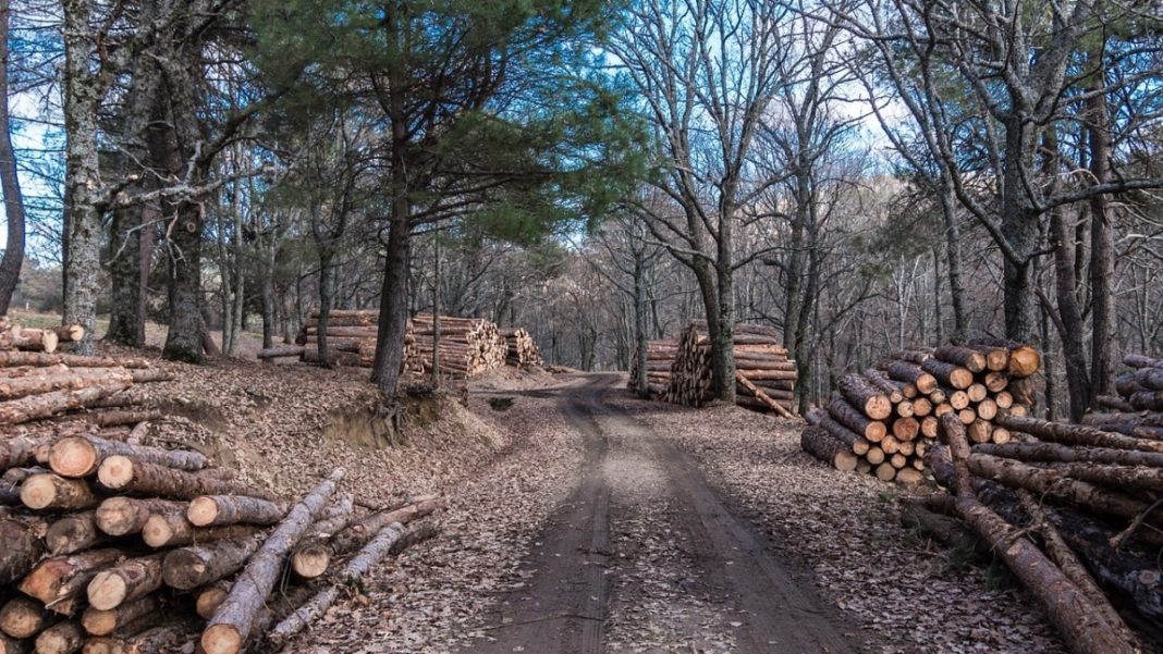 Prima reținere în dosarul pădurarului din Maramureș ucis anul trecut de hoții de lemne