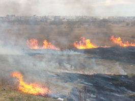 Aproximativ 20 de hectare de mirişte, incendiate la Luncaviţa