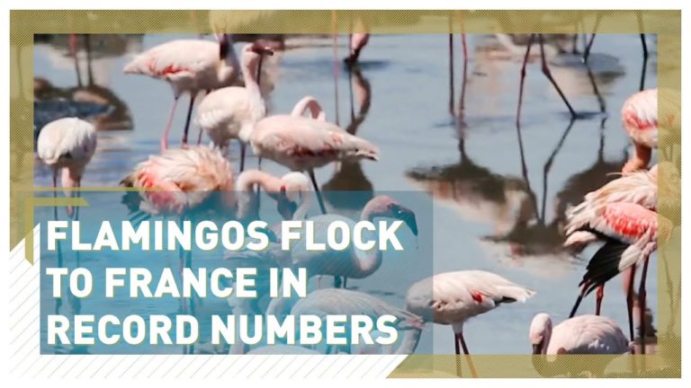 Sudul Franței a fost invadat de un număr record de păsări flamingo