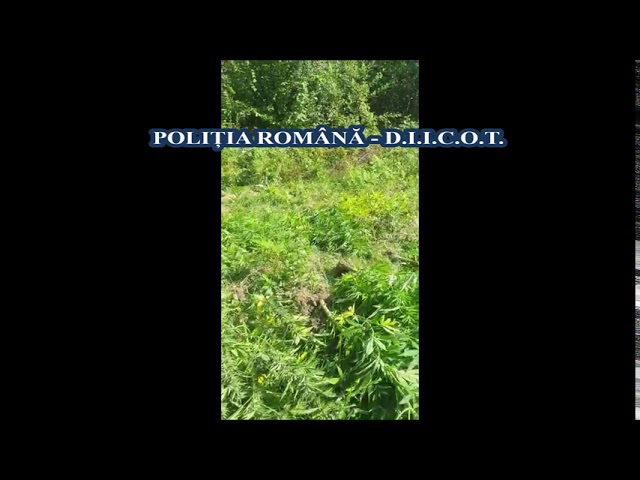 Cultură de cannabis descoperită de polițiști