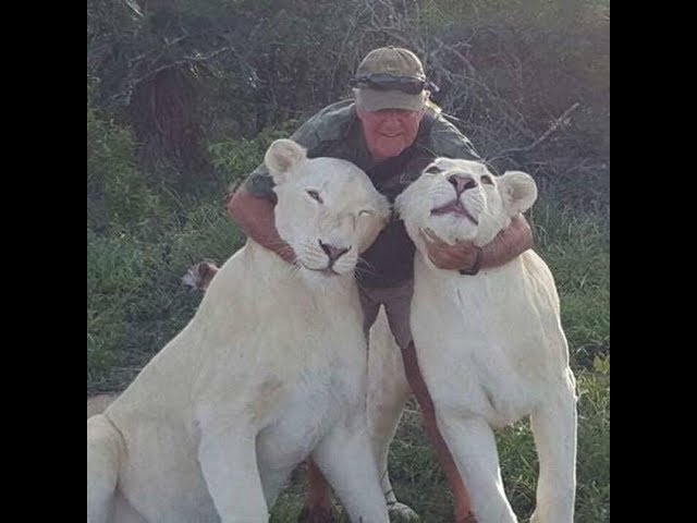 Un bărbat a fost ucis de leii pe care i-a crescut