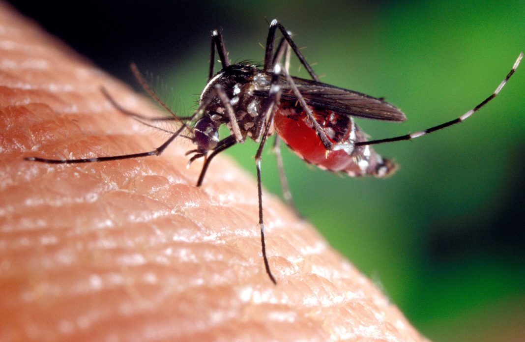 Unele tipuri de ţânțarii au devenit superrezistenți la insecticide