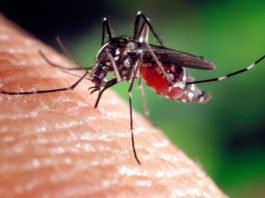 Unele tipuri de ţânțarii au devenit superrezistenți la insecticide