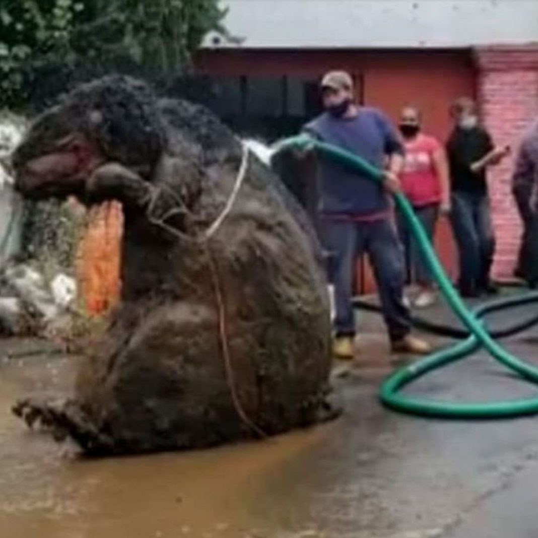 Un ”șobolan gigant”, construit din deșeuri găsite în sistemul de drenaj al orașului Mexico City