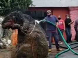 Un ”șobolan gigant”, construit din deșeuri găsite în sistemul de drenaj al orașului Mexico City