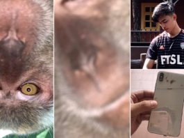 Un tânăr din Malaezia a găsit o serie de selfie-uri cu o maimuță pe telefonul său, după ce primata i-a furat dispozitivul din locuință