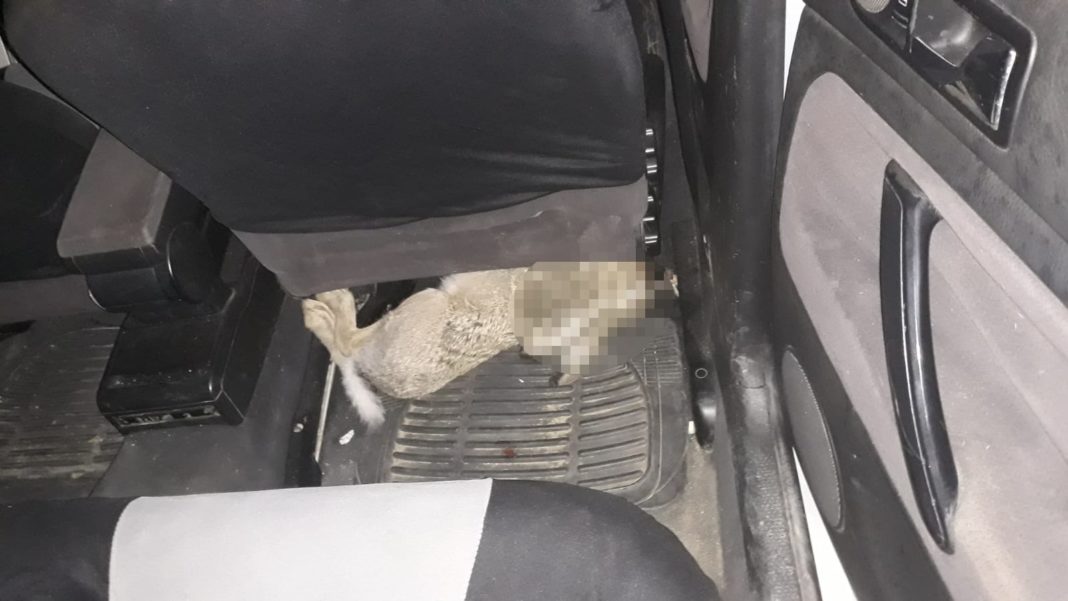 Trei bărbați prinși la vânătoare ilegală