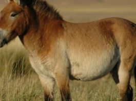 Ultima rasă de cai sălbatici din lume, clonată cu ADN vechi de 40 de ani