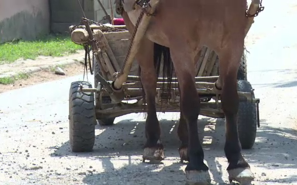 Olt: Un bărbat a murit într-un accident de căruță