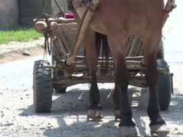 Bărbat strivit sub propria căruţă, după ce calul s-a speriat de un camion