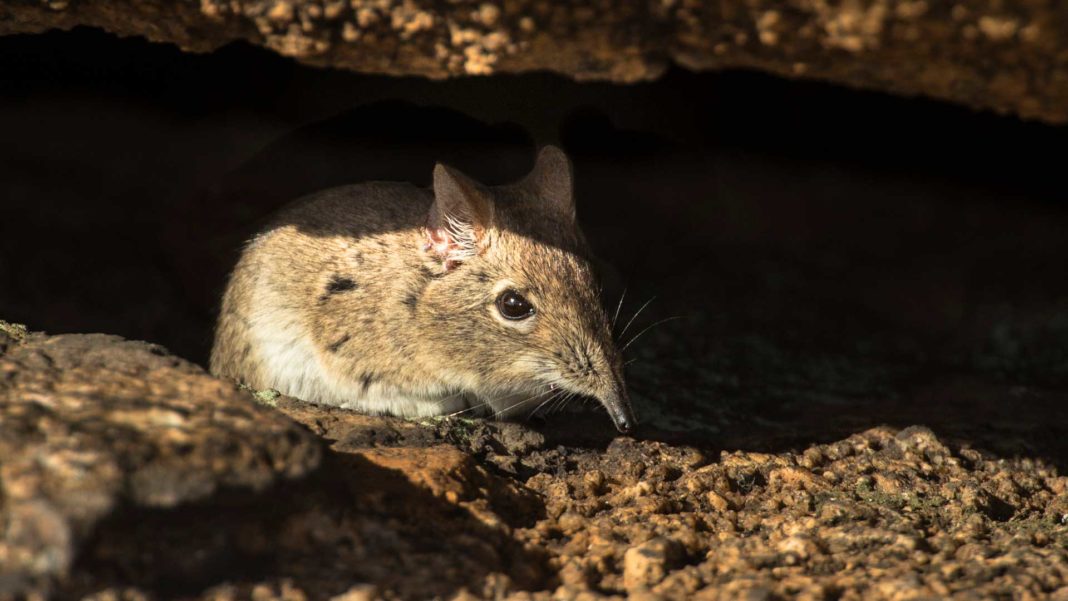 O specie de mamifere a fost redescoperită după 50 de ani O specie de mamifere a fost redescoperită după 50 de ani