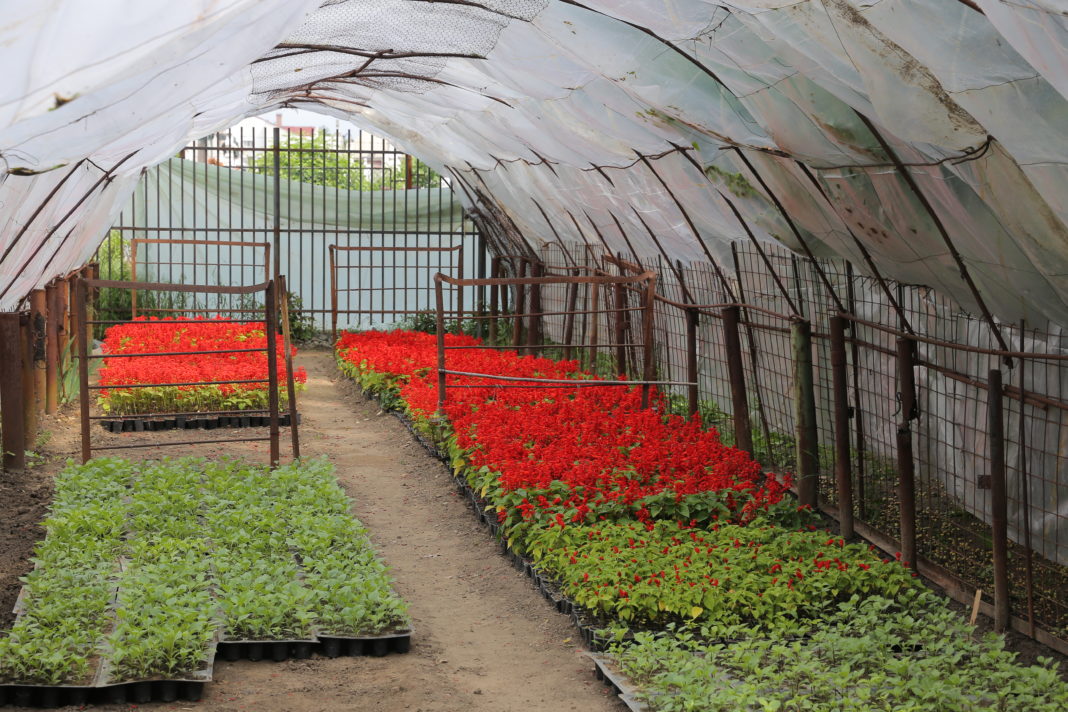 Regia care administrează domeniul public al Craiovei a trecut la achiziţia de flori, arbori şi arbuşti