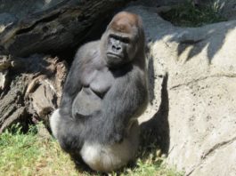 O gorilă de la grădina zoologică din Madrid și-a atacat îngrijitoarea