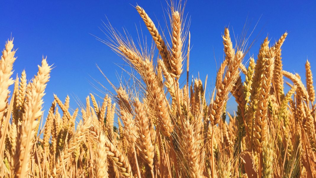 România a exportat 4,6 milioane de tone de grâu din producţia anului 2022