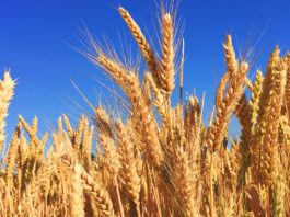 România a exportat 4,6 milioane de tone de grâu din producţia anului 2022