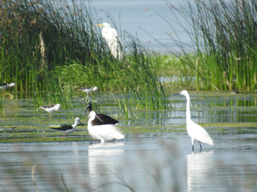 lacul Bistret