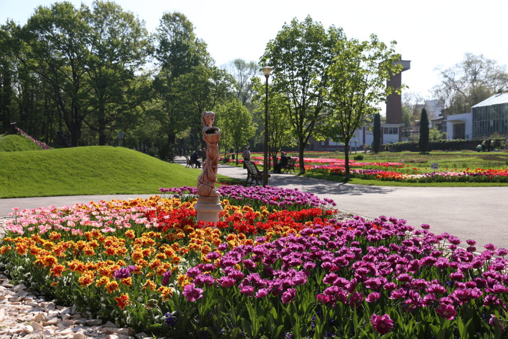 Lalele plantate în Grădina Botanică