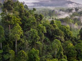 Pădurile planetei, împuţinate cu 100 de milioane de hectare în ultimele două decenii