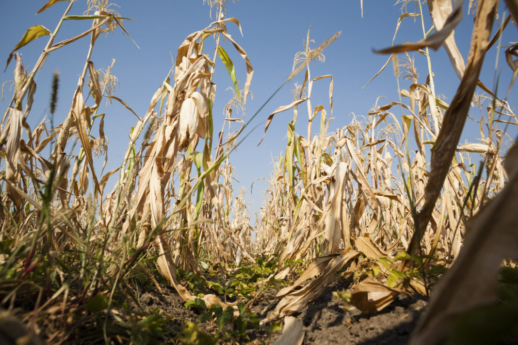 Guvernul acordă 365 milioane de lei fermierilor afectaţi de secetă