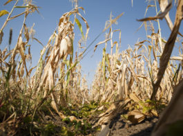 Guvernul acordă 365 milioane de lei fermierilor afectaţi de secetă