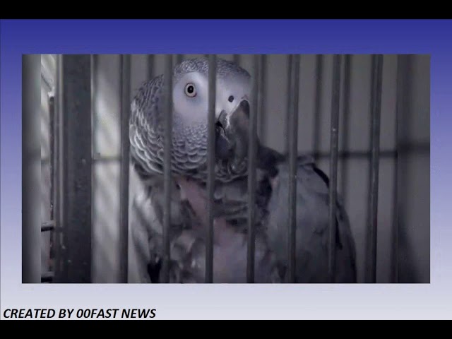 Papagali trimiși la izolare într-un parc zoologic pentru că înjurau vizitatorii