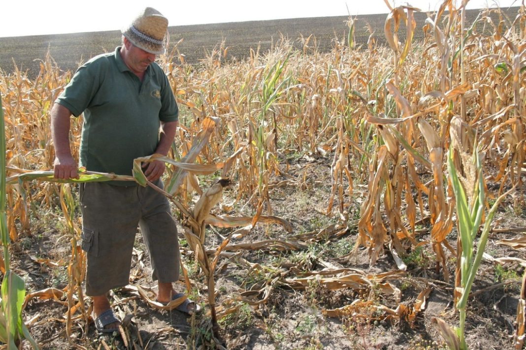 1,2 milioane de hectare, distruse de secetă în România