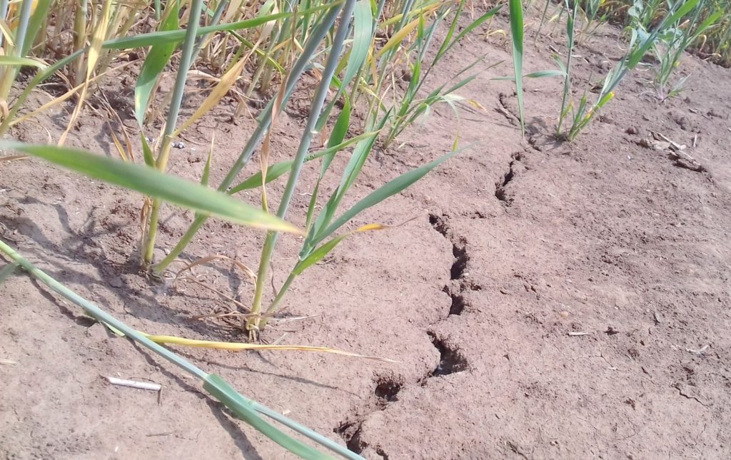 Fermierii vor picheta Ministerul Agriculturii