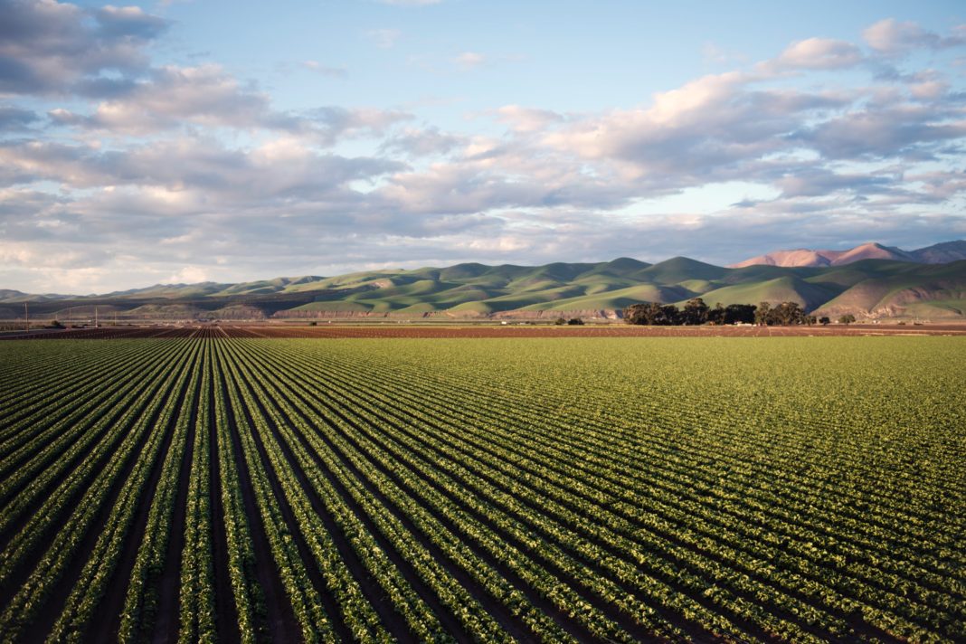 Tinerii vor putea obține, prin concesiune, terenuri agricole de la stat