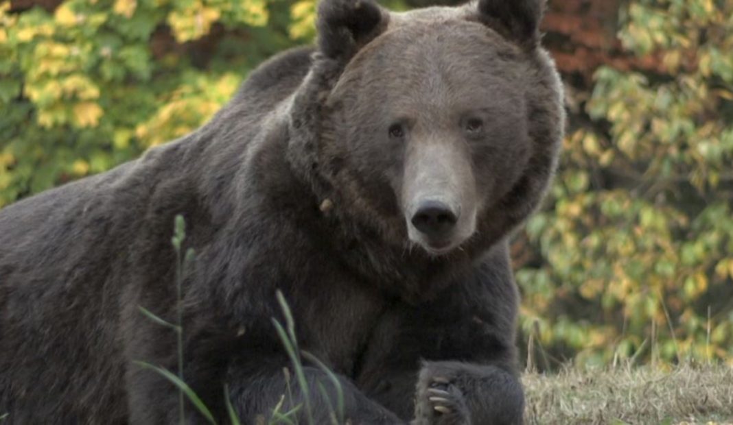 Bărbat atacat și rănit grav de un urs în județul Brașov