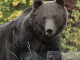 Bărbat atacat și rănit grav de un urs în județul Brașov