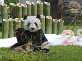Cel mai bătrân urs panda a împlinit 28 de ani