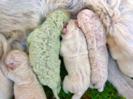 Un căţel cu blană verde s-a născut în Sardinia