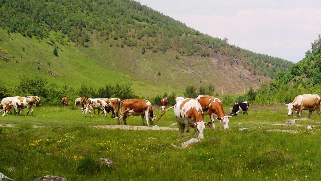 Cererile de plată privind intervențiile aferente sectoarelor vegetal și zootehnic în anul 2024 se pot depune până pe 7 iunie