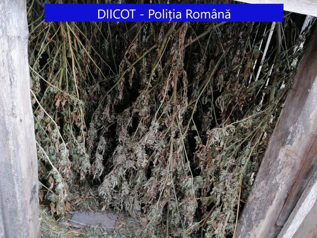 Cultivator de canabis, în arest