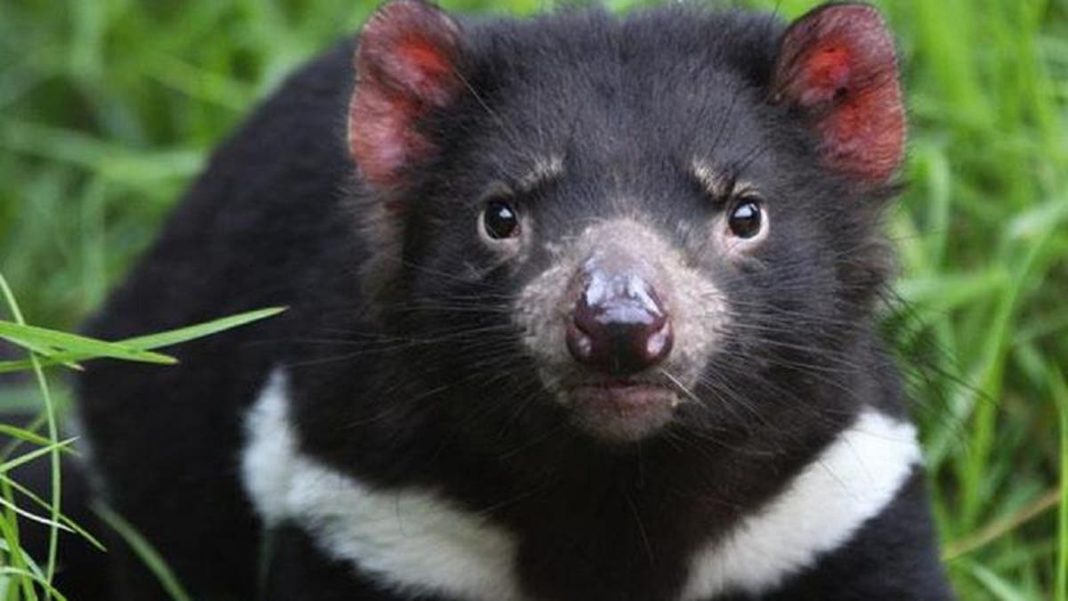 La 3.000 de ani de la dispariție, diavolii tasmanieni au fost reintroduși în Australia continentală