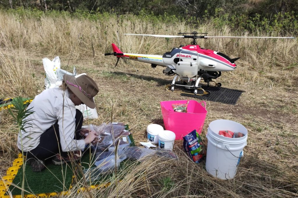 Australia face reîmpăduriri cu dronele ca să salveze urşii koala