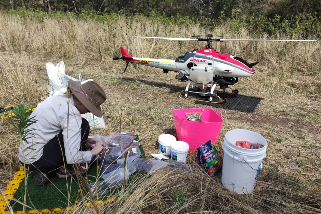 Australia face reîmpăduriri cu dronele ca să salveze urşii koala